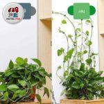 گیره نگهدارنده گل پتوس(۱۰عددی)امتیاز5.00از 5 امتیاز1مشتری(1دیدگاه)