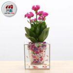 گلدان آکواریومی