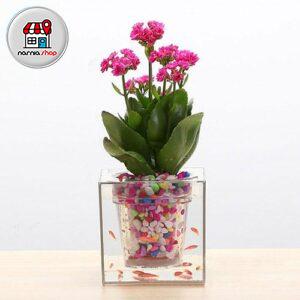 گلدان آکواریومی